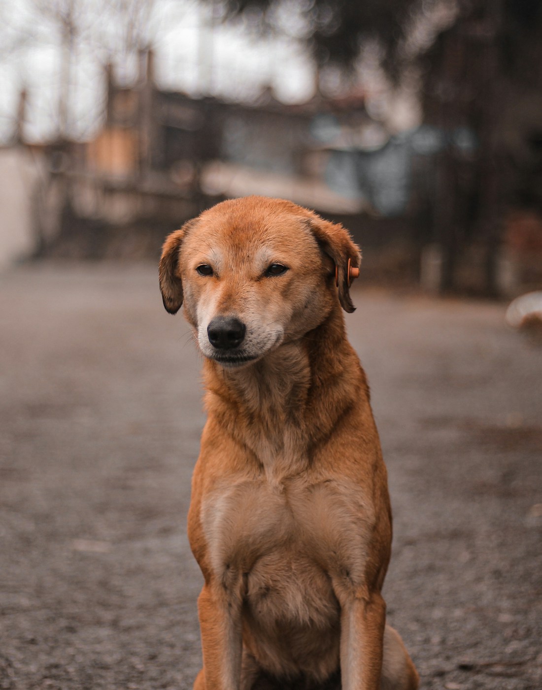 A community dog sitting in a Mumbai neighbourhood